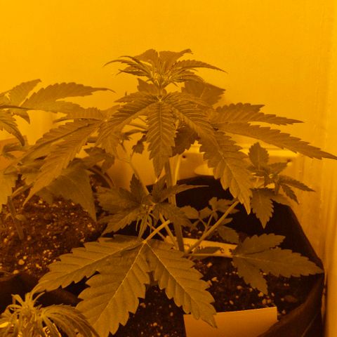 Purple Juice Auto  growlog timeline photo
