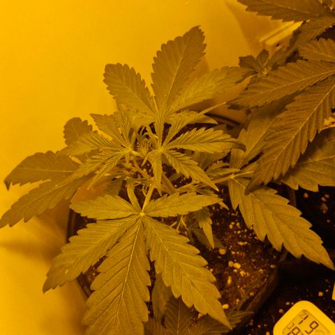 GG#4 growlog timeline photo