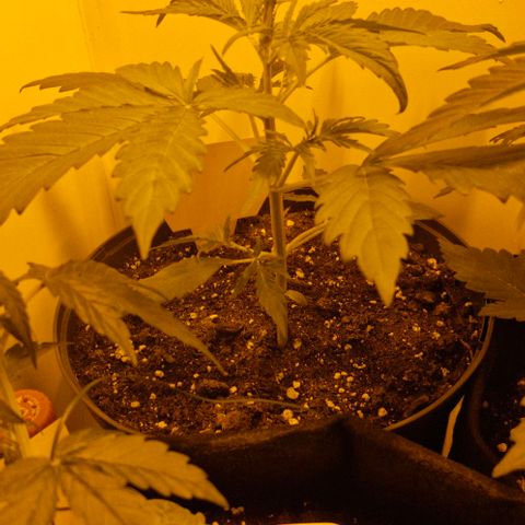 GG#4 growlog timeline photo