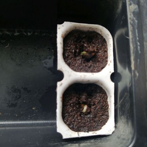 Black Cream Automatic #1 growlog photo: Die Samen sind wunderbar aufgegangen und man kann fast zusehen wie sie wachsen. 