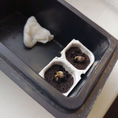 Black Cream Automatic #1 growlog photo: Wahnsinn wie die Gas gibt! 