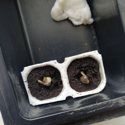 Black Cream Automatic #1 growlog photo: Wahnsinn wie die Gas gibt! 