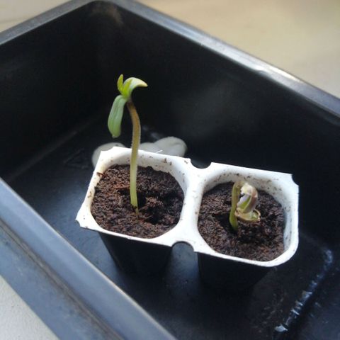 Black Cream Automatic #1 growlog timeline photo