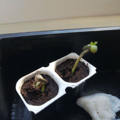Black Cream Automatic #1 growlog timeline photo