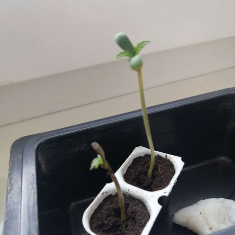 Black Cream Automatic #1 growlog timeline photo