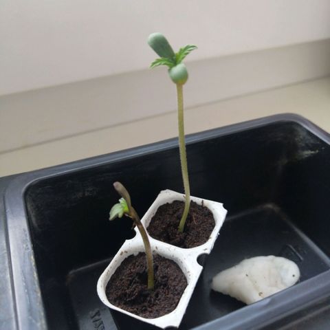 Black Cream Automatic #1 growlog timeline photo