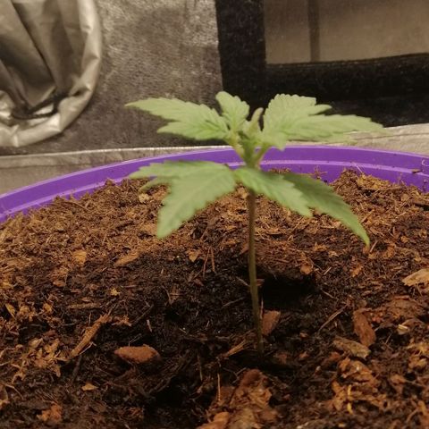 Black Cream Automatic #1 growlog photo: Eine Woche unter der LED Lampe
