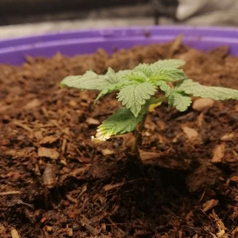 Black Cream Automatic #1 growlog photo: Eine Woche unter der LED Lampe

