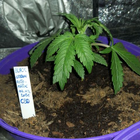 Black Cream Automatic #1 growlog photo: Man kann zusehen wie die Mädels wachsen! Unglaublich wie schnell die sind in der Entwicklung. Echt interessant zu sehen wie sich die Mädels täglich verändern. Spannend und grausam zugleich weil ich weiß wie lange es dauern soll bis sie fertig sind jetzt kommt es mir so vor als ob die Zeit noch langsamer vergeht. 