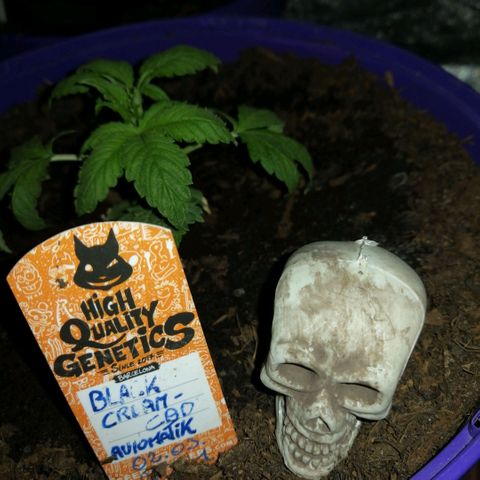 Black Cream Automatic #1 growlog photo: Man kann zusehen wie die Mädels wachsen! Unglaublich wie schnell die sind in der Entwicklung. Echt interessant zu sehen wie sich die Mädels täglich verändern. Spannend und grausam zugleich weil ich weiß wie lange es dauern soll bis sie fertig sind jetzt kommt es mir so vor als ob die Zeit noch langsamer vergeht. 