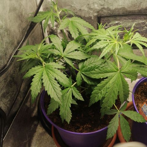 Black Cream Automatic #1 growlog timeline photo