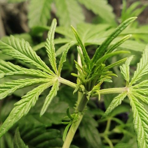 Black Cream Automatic #1 growlog timeline photo