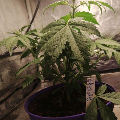 Black Cream Automatic #1 growlog timeline photo