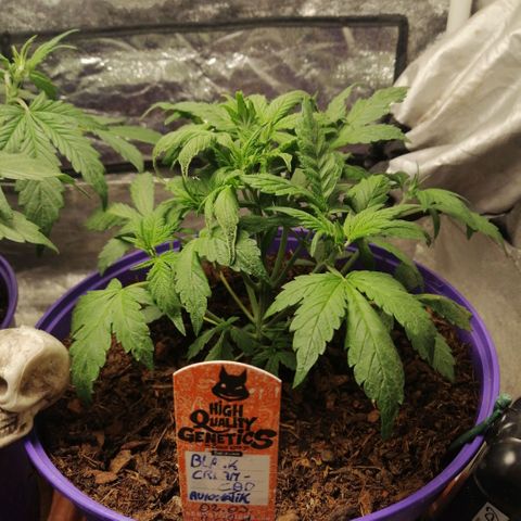 Black Cream Automatic #1 growlog timeline photo
