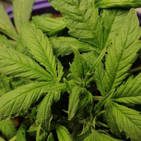 Black Cream Automatic #1 growlog timeline photo