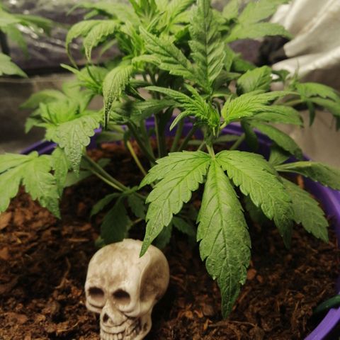 Black Cream Automatic #1 growlog timeline photo