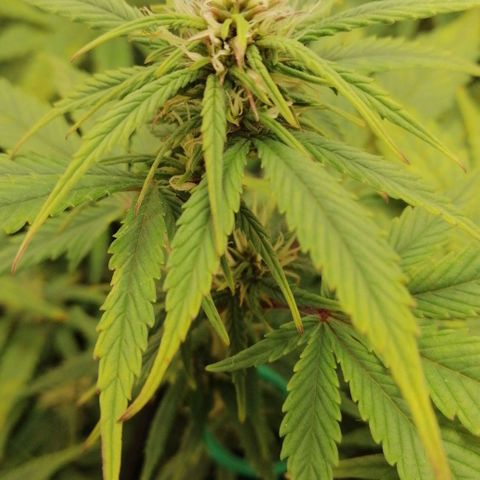 Black Cream Automatic #1 growlog timeline photo