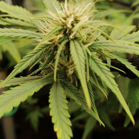 Black Cream Automatic #1 growlog timeline photo