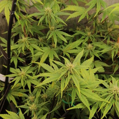 Black Cream Automatic #1 growlog timeline photo