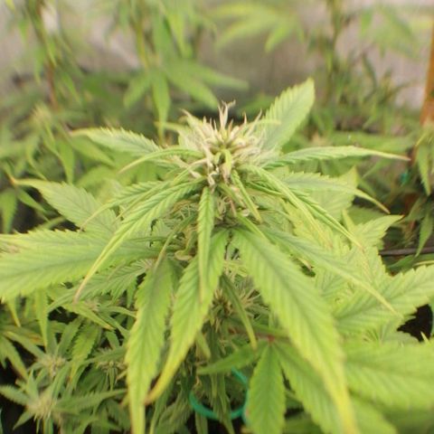 Black Cream Automatic #1 growlog timeline photo