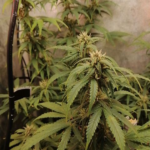 Black Cream Automatic #1 growlog timeline photo