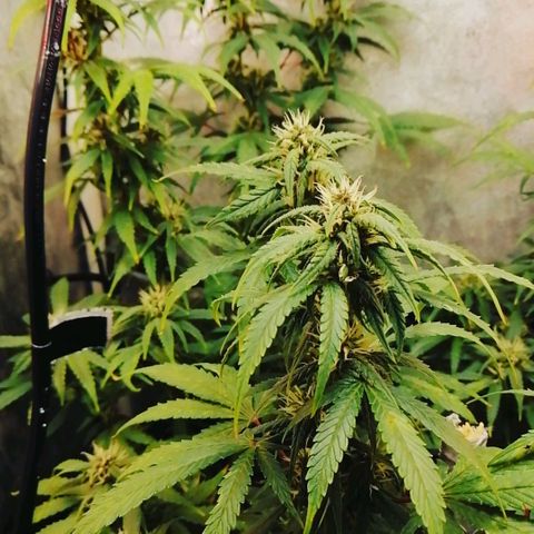 Black Cream Automatic #1 growlog timeline photo