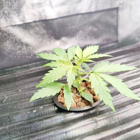 Apple Fritter Autoflower growlog timeline photo
