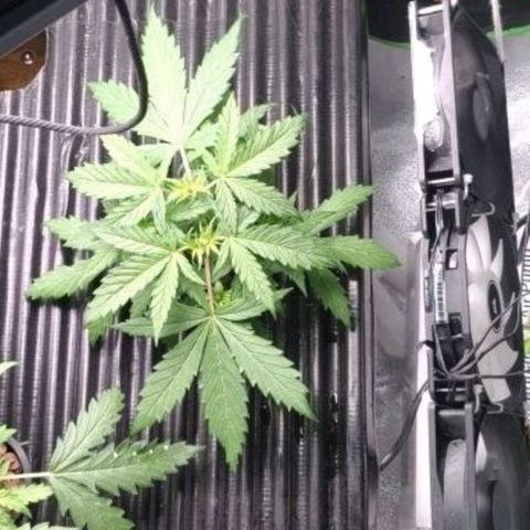 Apple Fritter Autoflower growlog timeline photo