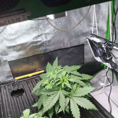 Apple Fritter Autoflower growlog timeline photo