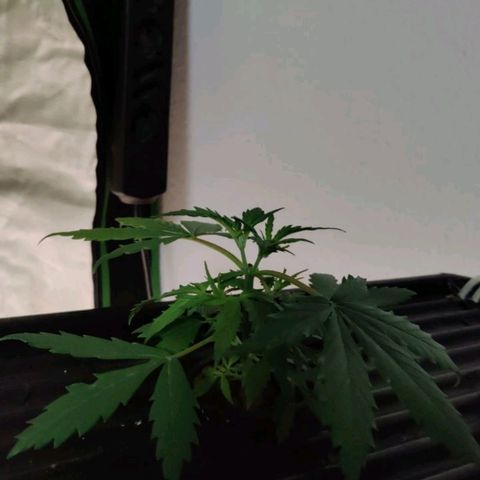 Apple Fritter Autoflower growlog timeline photo