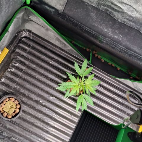 Apple Fritter Autoflower growlog timeline photo