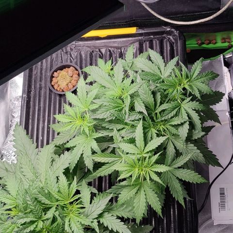 Apple Fritter Autoflower growlog timeline photo