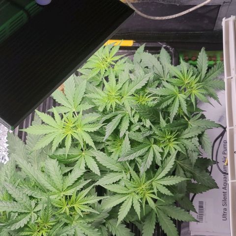Apple Fritter Autoflower growlog timeline photo