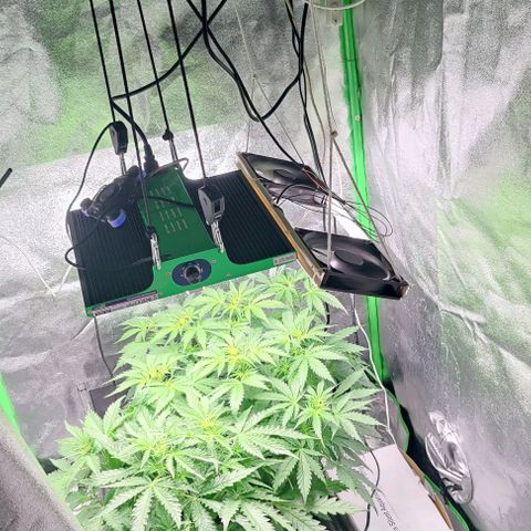 Apple Fritter Autoflower growlog timeline photo