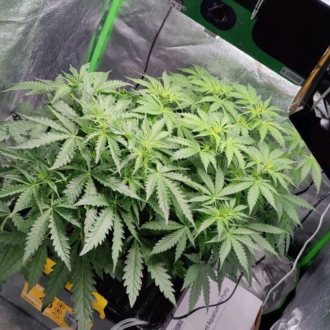 Apple Fritter Autoflower growlog timeline photo