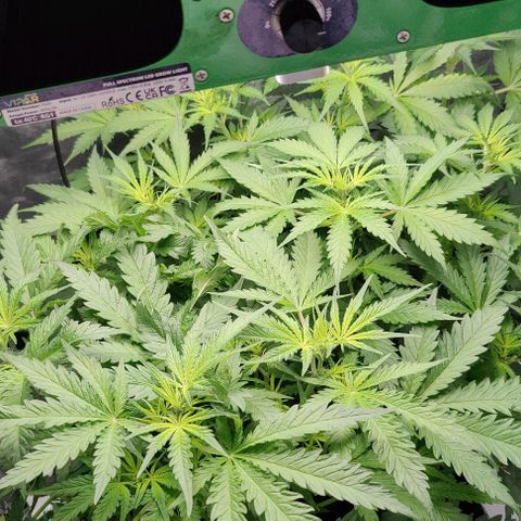 Apple Fritter Autoflower growlog timeline photo