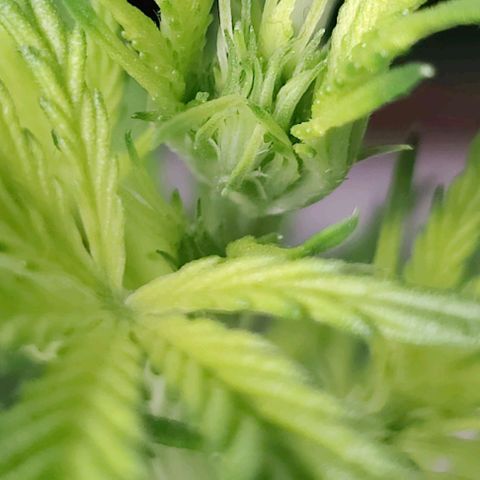 Apple Fritter Autoflower growlog timeline photo