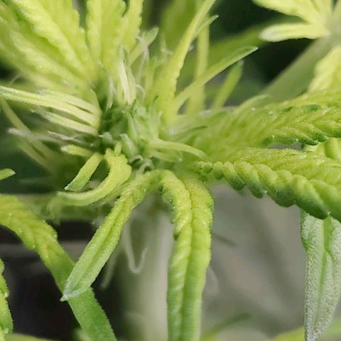 Apple Fritter Autoflower growlog timeline photo
