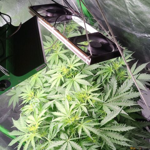 Apple Fritter Autoflower growlog timeline photo
