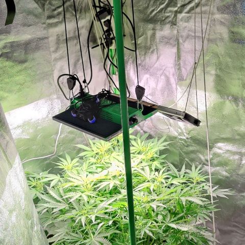 Apple Fritter Autoflower growlog timeline photo