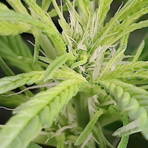 Apple Fritter Autoflower growlog timeline photo