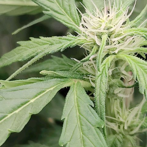 Apple Fritter Autoflower growlog timeline photo