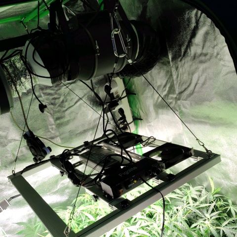 Apple Fritter Autoflower growlog timeline photo