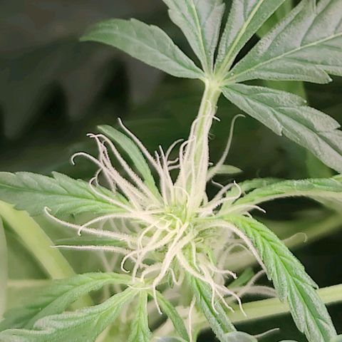 Apple Fritter Autoflower growlog timeline photo