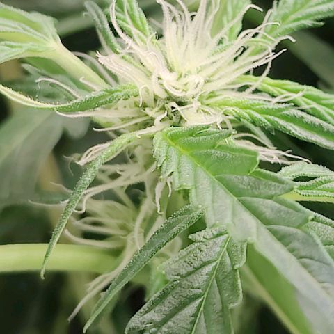 Apple Fritter Autoflower growlog timeline photo