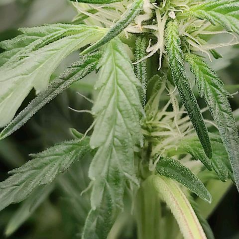 Apple Fritter Autoflower growlog timeline photo