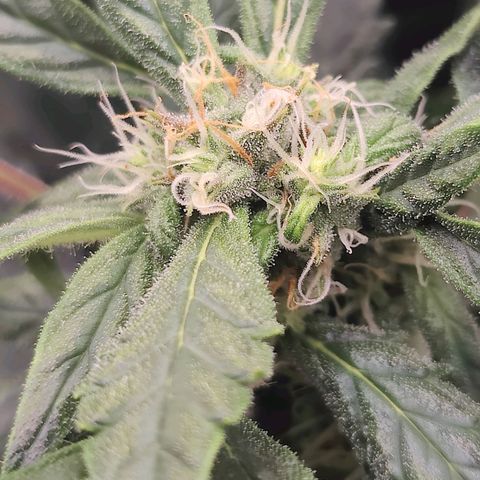 Apple Fritter Autoflower growlog timeline photo