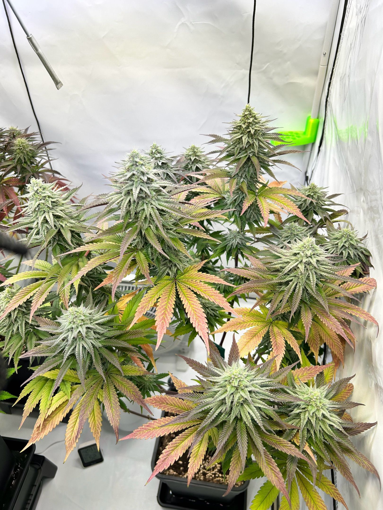 Seriotica, Ayahuasca Purple  #2 growlog header