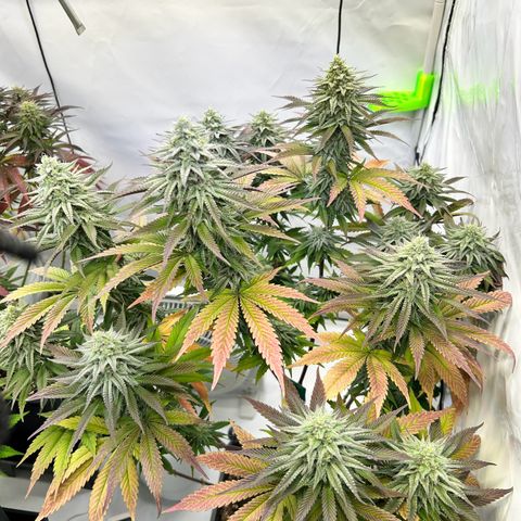 Seriotica, Ayahuasca Purple  #2 growlog photo