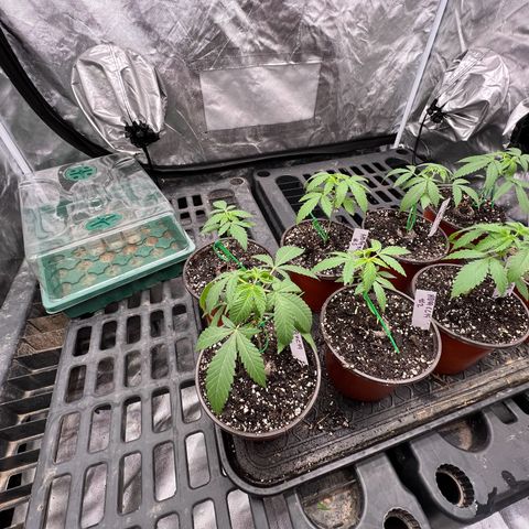 BGHB99C99 #1 growlog timeline photo